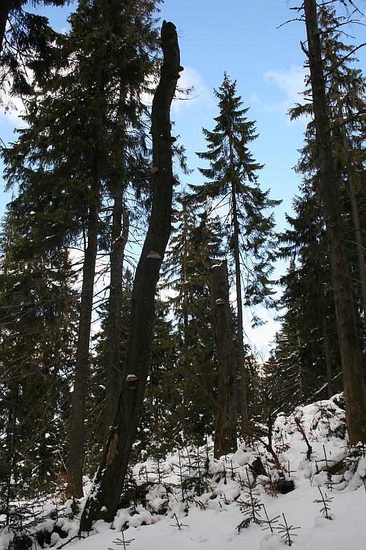 Turbacz 22.03.08 139